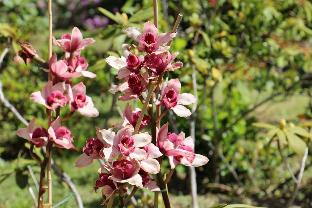 B&B Villa Orchidea Camogli Extérieur photo